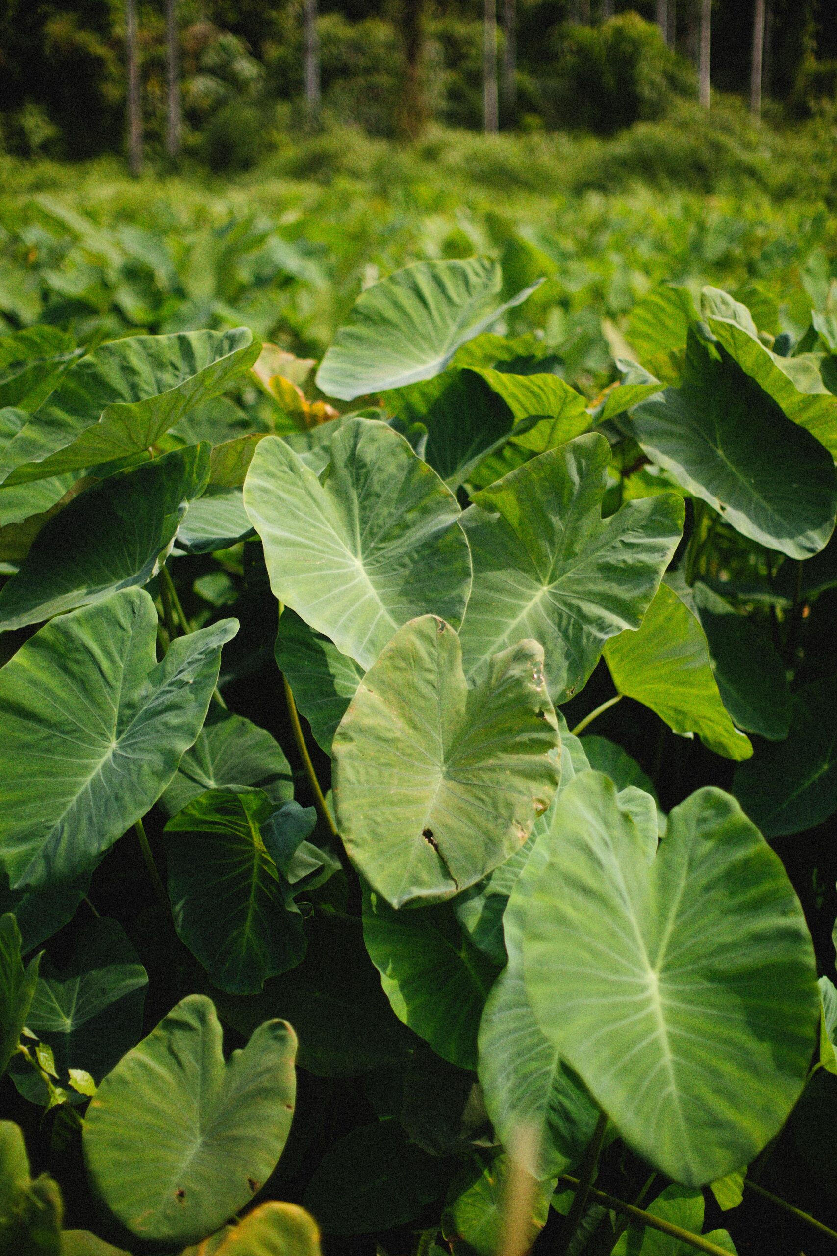 Big Leaves of a Taro Plant